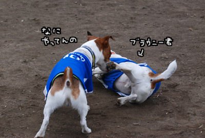 110.jpg