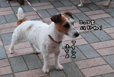 196.jpg