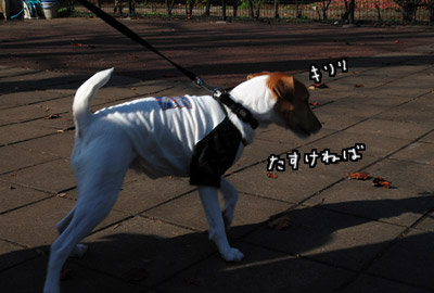 006.jpg