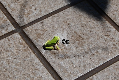 009.jpg