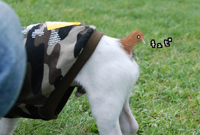 003.jpg