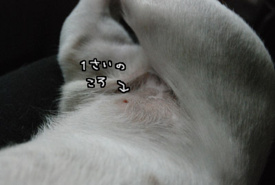 033.jpg