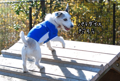 009.jpg